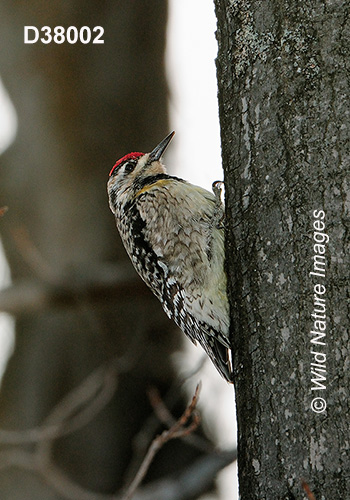 Yellow-bellied Sapsucker (Sphyrapicus varius)